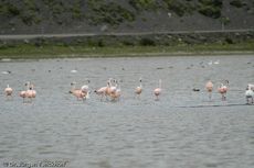 Flamingo (6 von 21).jpg